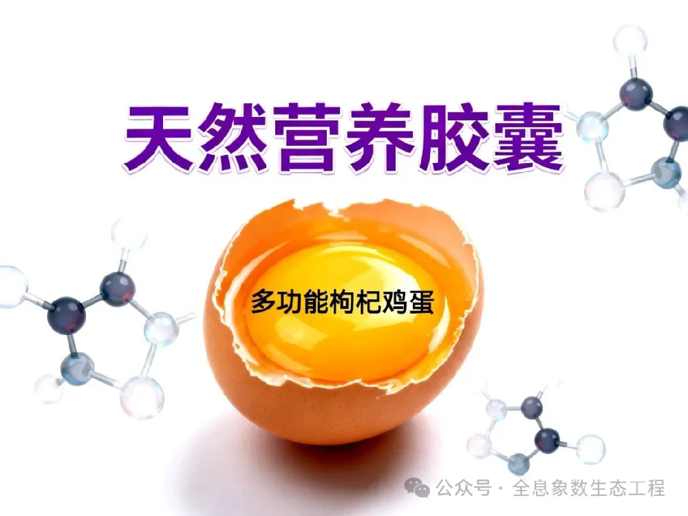 多功能枸杞鸡蛋：饲料转化富集营养，精准补养适配全人群